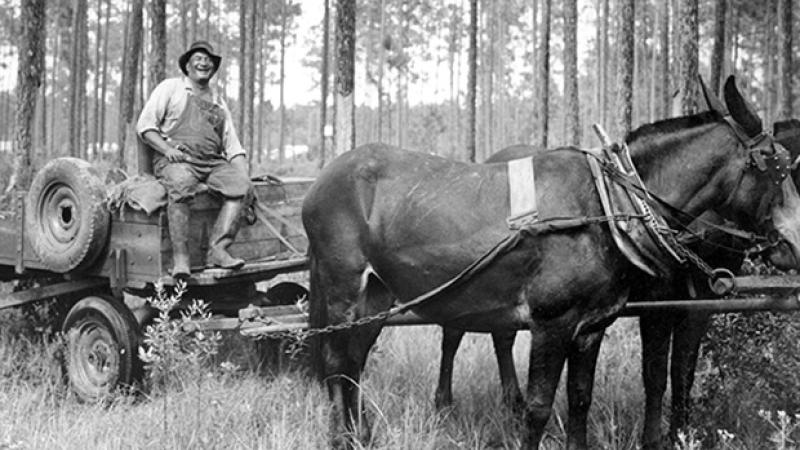 Fats Baker (Gum Hauler) Wagon Driver, Greenwood Turpentine Camp, Stockton, GA.