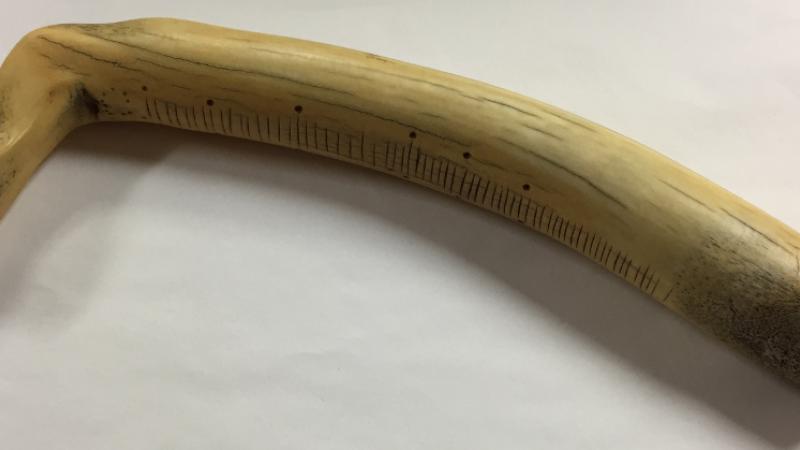 photograph of buffalo bone