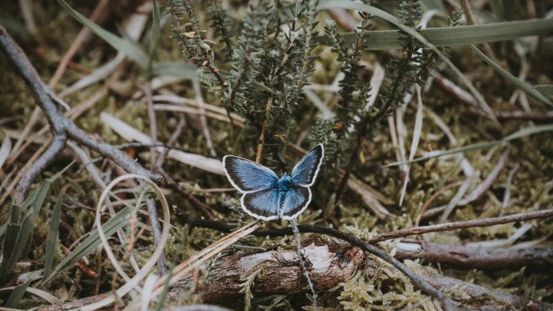 Butterfly in bush