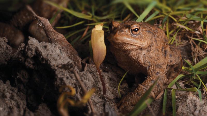 Photo of toad