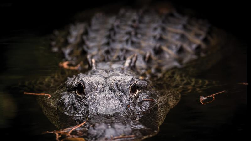 alligator head