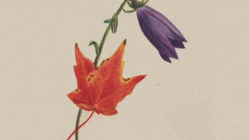 A painting of an orange maple leaf and a purple crocus on an off-white background.
