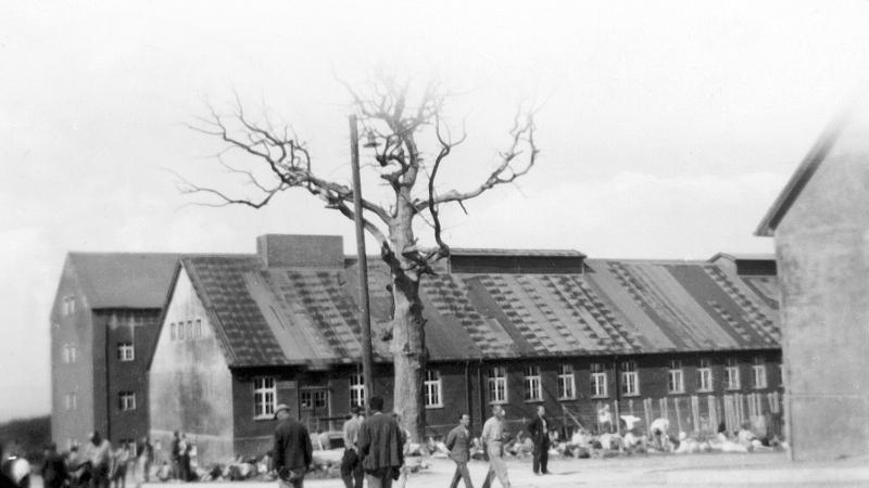 A b/w view of Goethe's tree in Buchenwald.