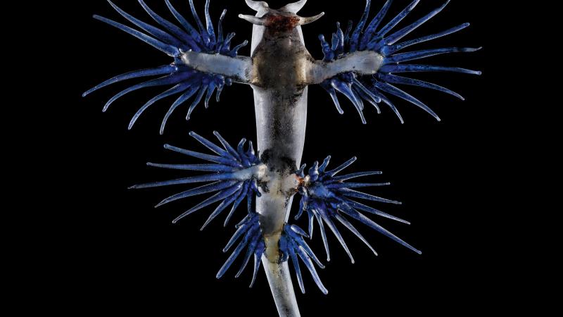 Glass sea slug Glaucus atlanticus against a black background