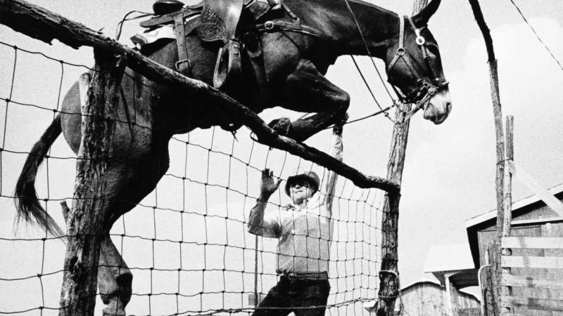 black and white photo of a mule jumping a fence with its trainer.